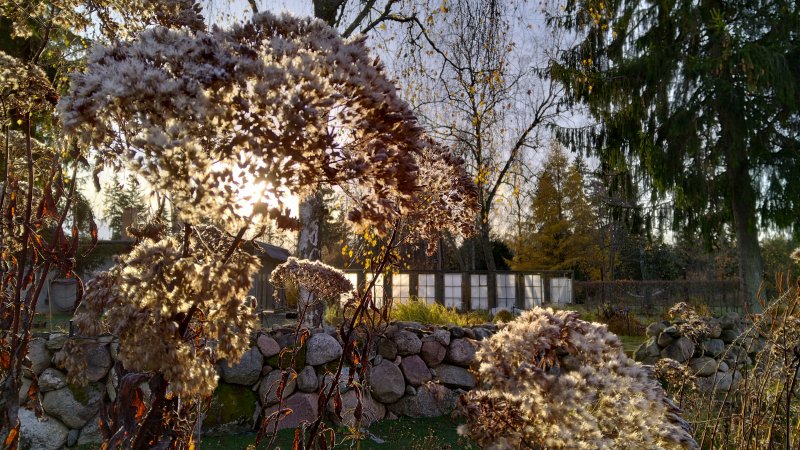 Eutrochium purpureum 'Atropurpureum' Посконник пурпурный